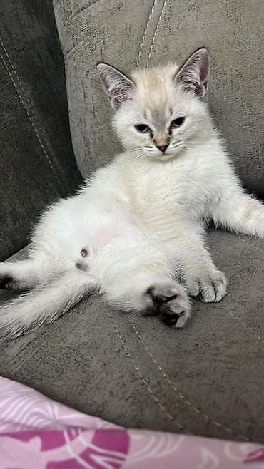 Balıqlar: Şinşilla, Erkək, Ünvandan götürmə — 2