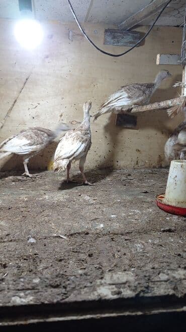 cins ineklerin satisi: Qirmizi amerkan bronz hinduska balalari satilir. təmiz qandilar — 1