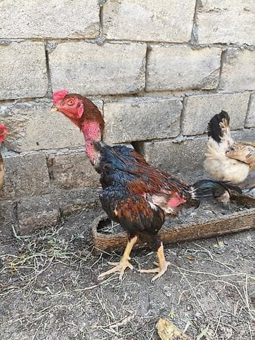 karpat ana arı: Naxçıvan xulxulu (yalınboyun) cinsindən gənc xoruz. - Boyun və baş — 2