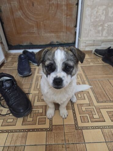 itlerin satisi 2017: 6aylıq zvanok Dişidir cox Cıvraq enerjik bir itdir dişlemir uaaglar — 2