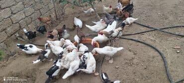 zumrud ordək: Məhsul: Muskovi (Hind) ördəkləri – müxtəlif rənglərdə sürü Təsvir: - — 7