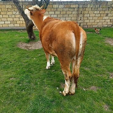 Qaramal – disi dana/sımmental Xüsusiyyətlər: - Rəng: qırmızı-ağ (baş