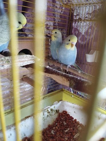 pavlin goyercin satisi: Səsləri xoş, sosial və sakit xasiyyətli ev quşları Mənzildə — 4