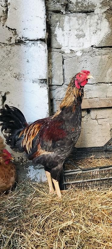 labrador satilir: Xoruz, Heyratı, il: 1, Ünvandan götürmə — 1