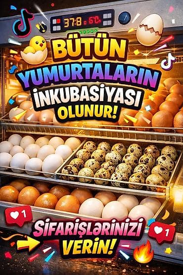 Bütün quş növlərine ait yumurtalar inkubasiya olunur. Ve Cücə satışı lalafo.az -da Bütün quş növlərine ait yumurtalar inkubasiya olunur. Ve Cücə satışı
