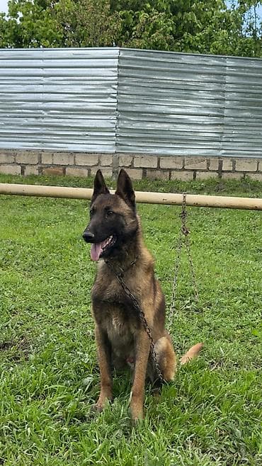 Belçika çoban iti, 11 ay, Erkek, Ödənişli çatdırılma