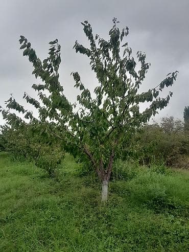 45 sot, Tikinti, Mülkiyyətçi, Kupça (Çıxarış) — 4