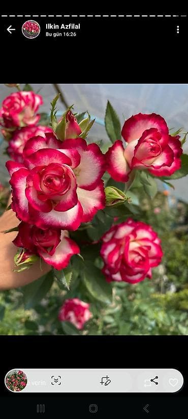 гул: Məhsul: Qızılgül kol gülləri – çoxçeçəkli, dekorativ sortlar Təsvir — 1