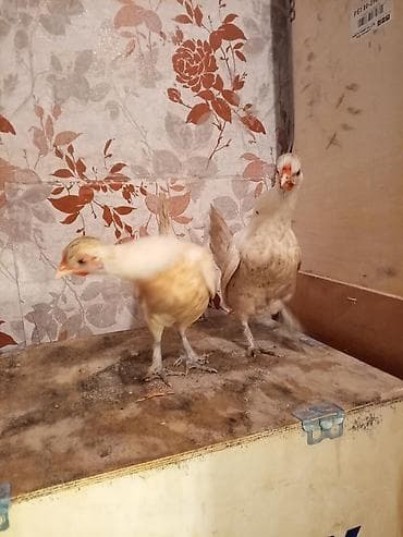 Pişiklər: Toyuq, Damazlıq — 7