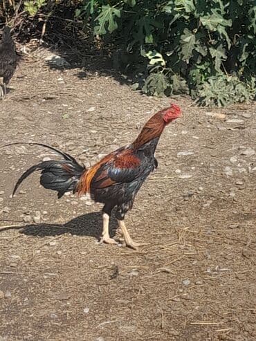 Heyrati xoruz satlir heyvanin atasi 9 doyus 8 qelebesi var anasi