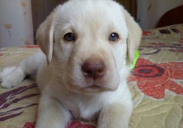 лабрадор: Retriever, 5 il, Erkek, Cütləşmə üçün — 4