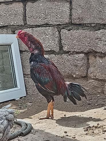 Salam aleykum Allah hamının malına bərəkət versin gördüyünüz bu beçə 9