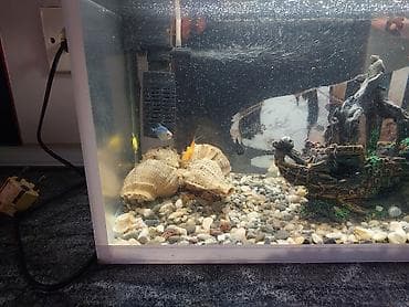 100 l akvarium: Dördbucaq akvarium, Balıqlarla birlikdə, 17 l — 2