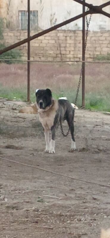 it davası: Alabay, 2 il, Erkek, Peyvəndli, Rayonlara çatdırılma — 6