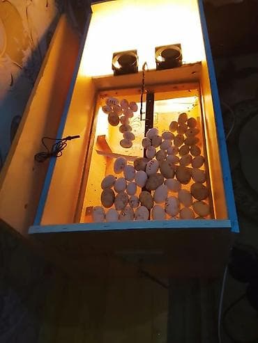 İstehsal avadanlığı: İnkubator – 250 yumurta tutumu Xüsusiyyətlər: - Toyuq, ördək və qaz — 4