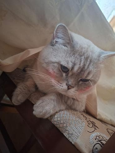 pişik siyam: Britan — 3