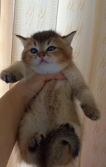 bengal pisiyi: Britan, Erkək, Dişi, Yaxşı əllərə, Ünvandan götürmə — 1