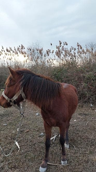 qoyun quzu nece yazilir: At Ucardadı,3 yaşı martda tamam olur,çox minilliyin, 35-40 yeriyir — 6