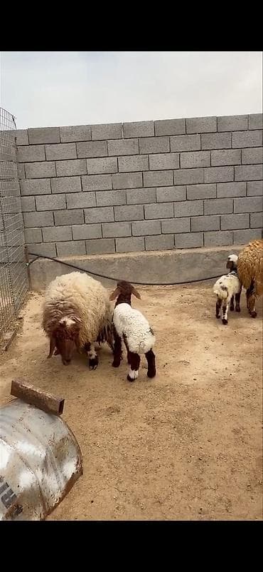 heyvan sahibləndirmə: Mal-qara: ana qoyunlar və quzular Təsvir: - Qapalı həyətdə saxlanılan — 10