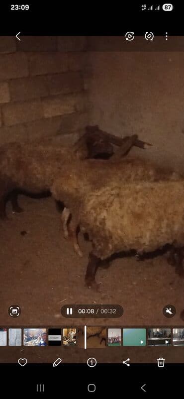 balasına süd verməyən qoyun necə adlanır: Dişi, il: 2, Ətlik — 3