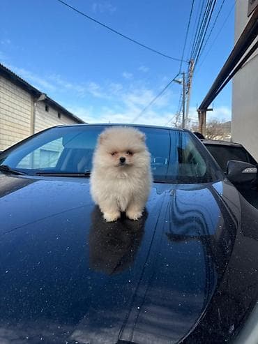 xasqi satisi: Şpitz, 2 ay, Erkek, Peyvəndli, Ünvandan götürmə — 1