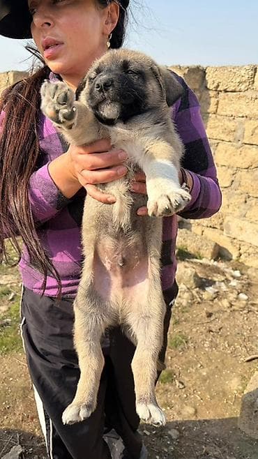 İtlər: Balaca it balaları – gözəl rəng çalarları və möhkəm bədən quruluşu — 8