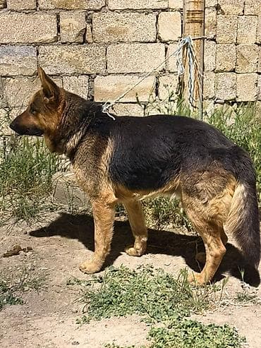Alman çoban iti, 2 il, Erkek