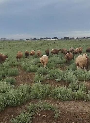 qoyun mal: Qurbanlıq quzular hər bir çəkidə var istəyən əlaqə saxlasın — 3