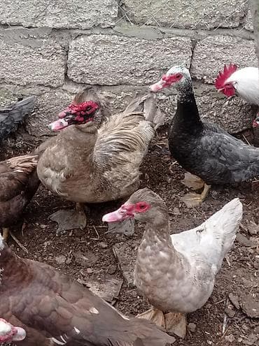 ordəy: Tam sağlam akdif bezekli lal ördekler sagılır.her bir rengden 1-cütdü — 7