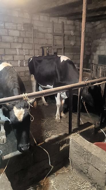 xaski sekileri: Süd istiqamətli inək sürüsü - Qara-ağ rəngli, iri cüssəli süd — 5