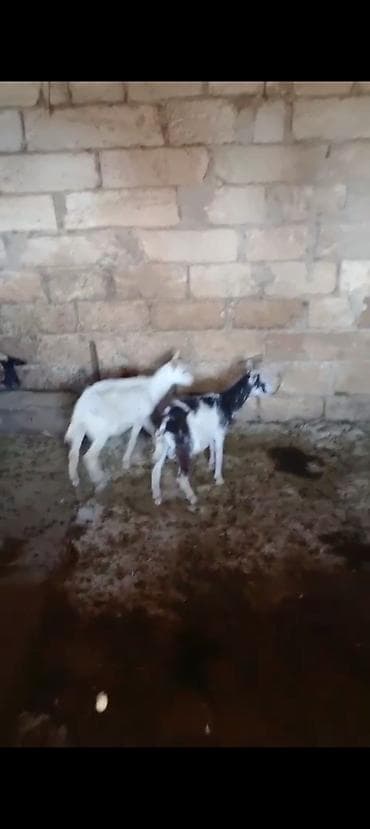 keçi heleb: Cütü 180 manata Çəpişlər satılır cütü 180 manata real alıcıya endirim — 2