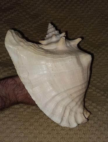 Bərkidici məhsullar: Dekorativ iri dəniz ilbizinin (konx) qabığı - Təbii, qalın və ağır — 5