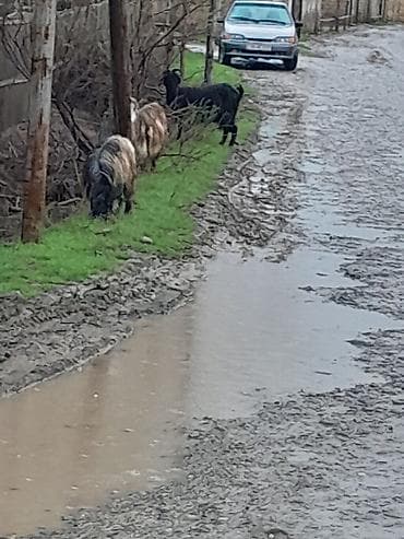 dişi keci: Salam yerli keci 2 qarindan 4 qarina kimi var 20 ana 20 bala onun14 — 1