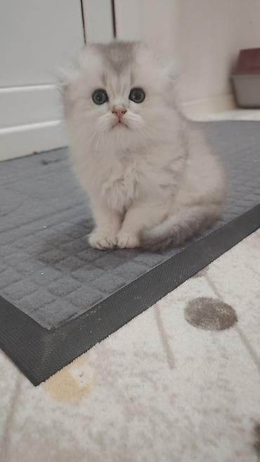 pişik qum: Britan — 2