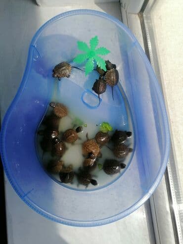Kiçik tısbağalar satılır, mavi plastik akvarium. Akvariumun lalafo.az -da Kiçik tısbağalar satılır, mavi plastik akvarium. Akvariumun