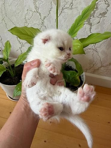 Yaxşı əllərə — 7