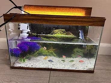 syomqa baliq: Akvaryum dəsti – şüşə korpus və taxta görünümlü üst örtük ilə - Ölçü — 3