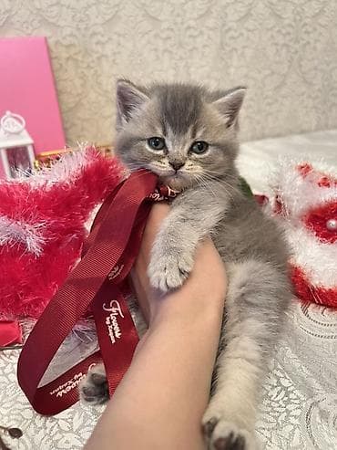 yorga at satilir: Şotland — 3