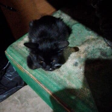 maykonq pişiyi: Qara rəngli pişik balası - Rəng: tam qara, bığ hissəsində az miqdarda — 1