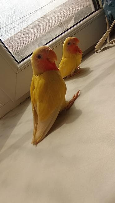 Попугаи: Növ: Sevgili (Lovebird) – Lutino rəng mutasiyası bala quşlar satılır — 1
