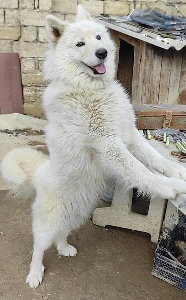 balaca tuklu itler: Samoyed — 3