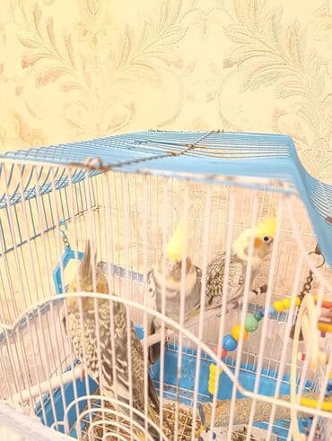 клетки для кур несушек купить в бишкеке: Qəfəs qarişig 3 ədəd korella — 3