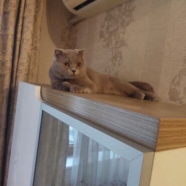 angora pişik: Britan, Erkək — 2