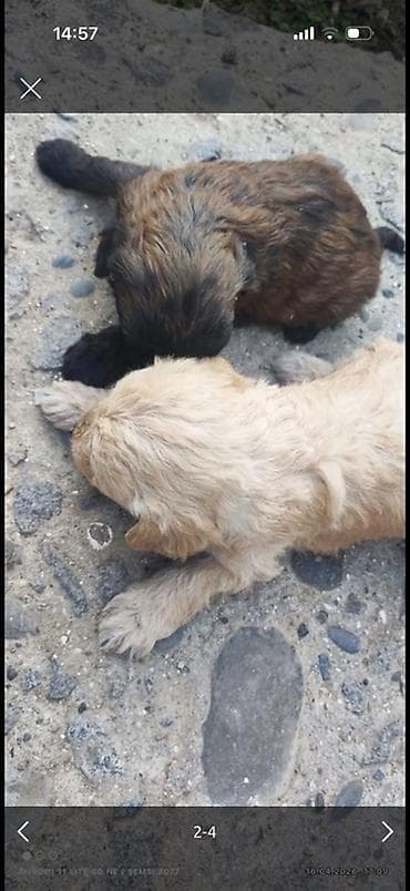 ov iti satanlar: Peyvəndli — 3