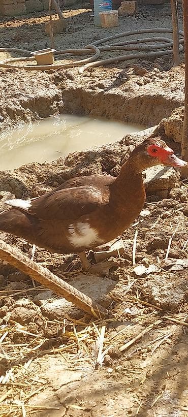 it bazari 2019: Lal ördək. Krasnadar. Erkək maya. 1 illik. Tam sağlam heyvanlardı — 3