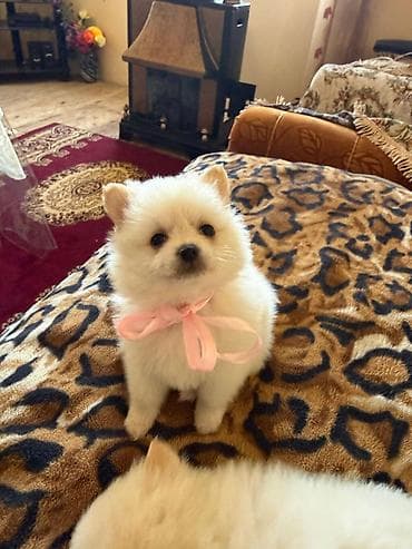 avcarka bala: Şpitz — 5