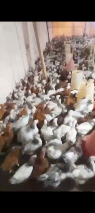 клетки для бойцовых петухов: Куриные цыплята, Для мяса — 6