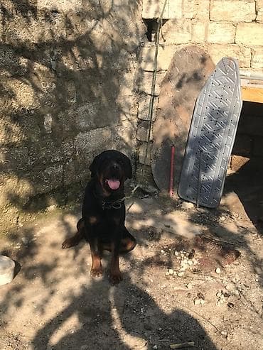 xasqi itlər: Rotveyler, 2 il, Dişi, Ünvandan götürmə — 3