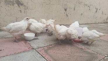 yem qabı: Toyuq cücələri, Damazlıq, Ünvandan götürmə — 2