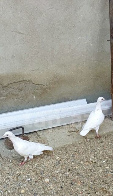 cütleşdirme: Ağ rəngli ev göyərçinləri - Rəng: tam ağ (bəzi quşlarda boyun — 1